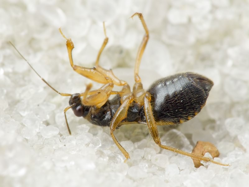 Alloeorhynchus flavipes (Fieber, 1836)